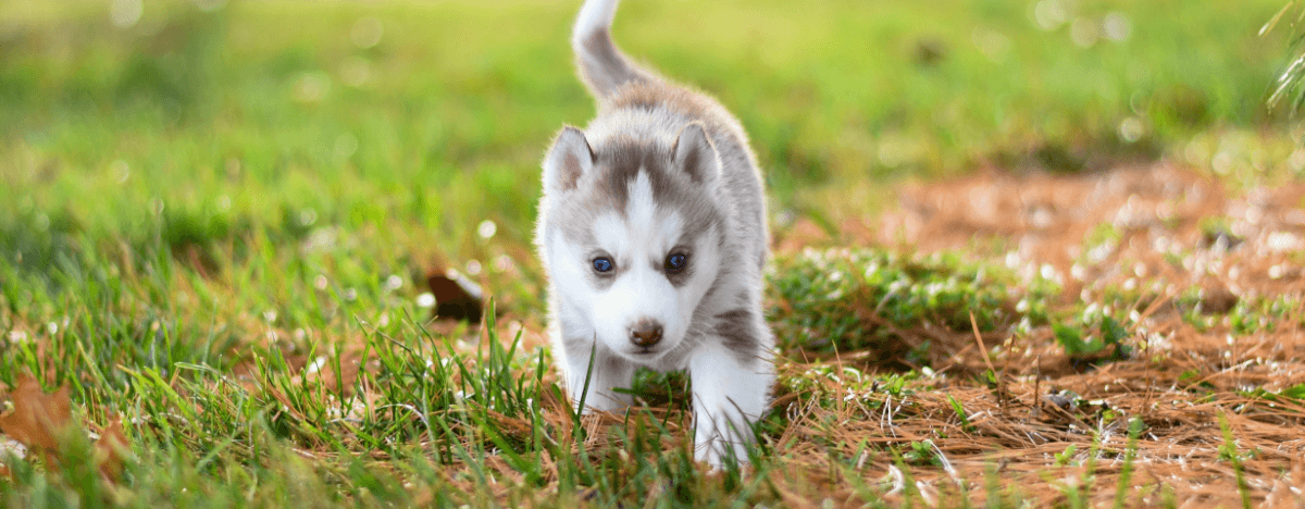 Puppy Biting