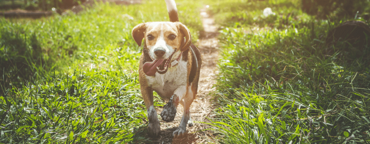 How To Teach Puppy To Come When Called